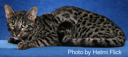 First Generation Safari Cat Marechal Xspotica